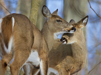 Beautiful background with a pair of the cute wild deers