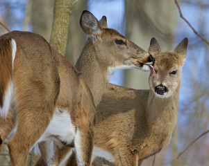 Beautiful funny image with a pair of the cute wild deers licking each other