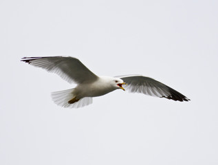 Image with a screaming gull in the sky