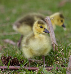 Beautiful isolated picture with a chick of the Canada geese