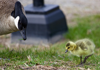 Beautiful image with a chick of the Canada geese and his mom