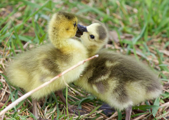 Funny photo of two young chicks of the Canada geese kissing