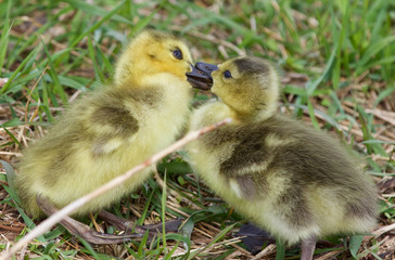 Funny picture with kissing young chicks of the Canada geese