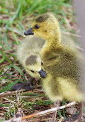 Image with a pair of chicks
