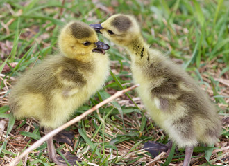 Beautiful isolated photo of the kissing chicks