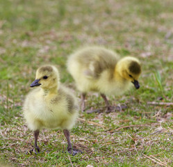 Isolated image with two cute chicks