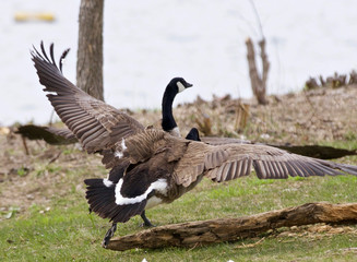 Photo of the Canada goose chasing his rival