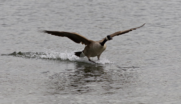 Beautiful isolated photo of the landing Canada goose