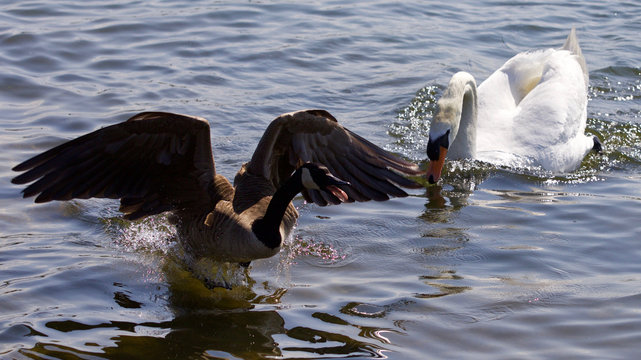 Beautiful isolated photo of the Canada goose running away from the angry mute swan