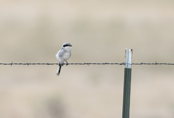 Immature Loggerhead Shrike (Lanius ludovicianus) on Barbed Wire on the Plains of Colorado