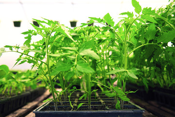 Planting young tomato seedlings in the plastic pots.