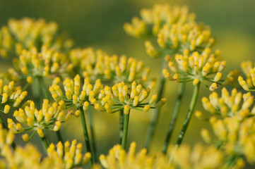 fiori di finocchio primo piano