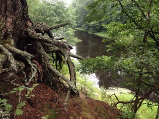 могучие корни сосны © Dannataly