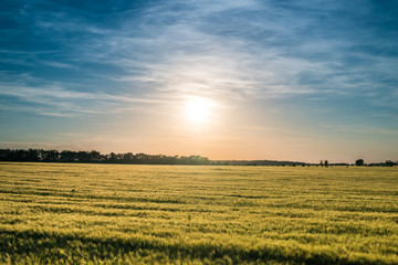 Field of ripening wheat at sunset