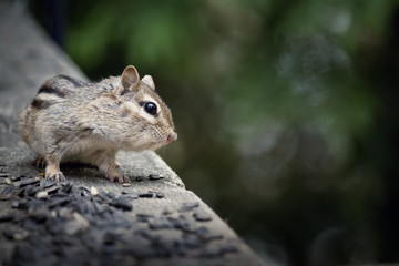 Naklejka na ściany i meble wild chipmunk on a cottage deck eating bird seed