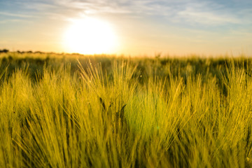 Obraz premium Fiery sunset over a ripening wheat crop