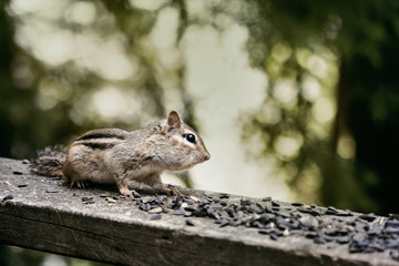 Naklejka na ściany i meble wild chipmunk on a cottage deck eating bird seed
