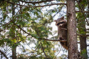 raccoon sitting in a tree