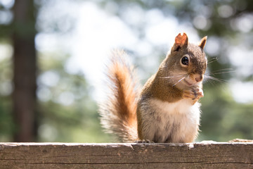 closeup of a red squirrel on a cottage deck