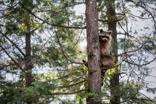 raccoon sitting in a tree