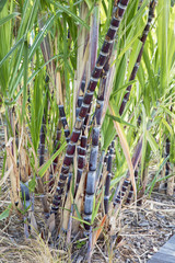 Obraz premium Plants de canne à sucre