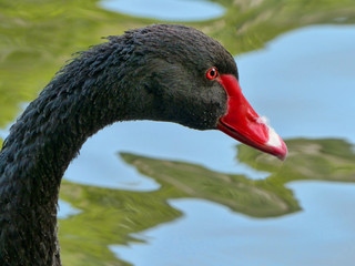 Swan close-up