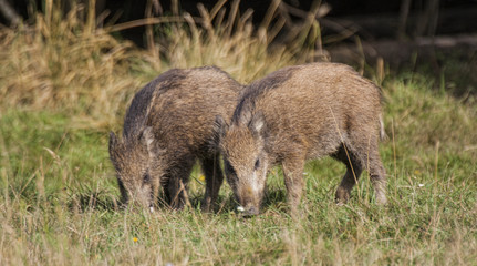 Boar
