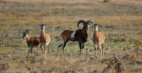 Mouflons