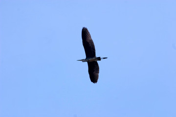 Great grey heron, Ardea cinerea in flight