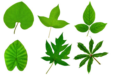 Collection of green tree leaf isolated on white background