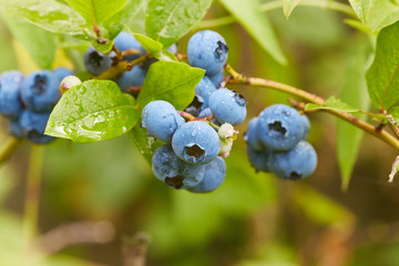 Blaubeere3 © SdelMo