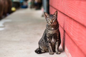  Domestic multi-colored cat sits near a wooden wall
