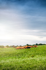 Fototapeta na wymiar Cows grazing on a lovely green pasture