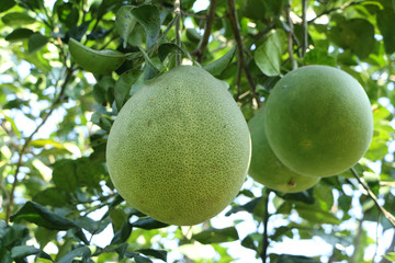 Pomelo Farming