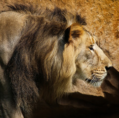 Plakat lion