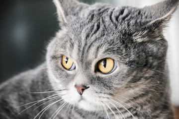British cat on the hunt. cat look