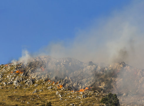 Development of forest fire with flames in a field of weeds