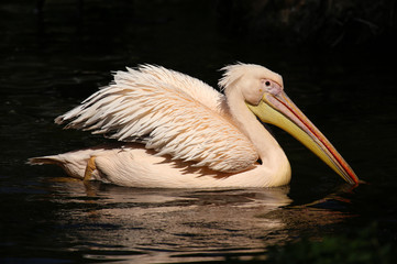 flamingo on water