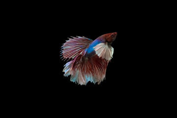 Siamese fighting fish isolated