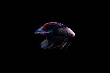 Siamese fighting fish isolated