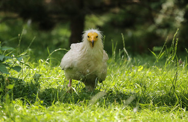 little gyps - young bird