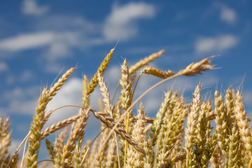 Fototapeta premium wheat ears closeup on blue sky background