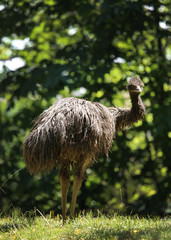 big bird - Struthio camelus