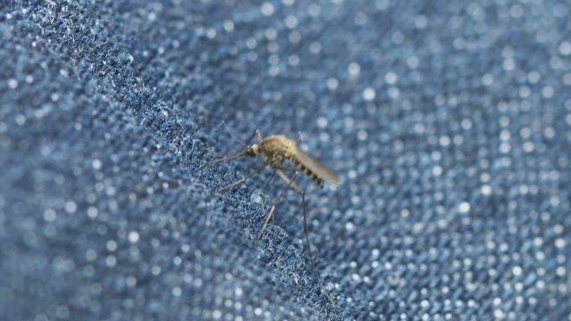 Video 1080p - Mosquito trying to bite through the fabric close up