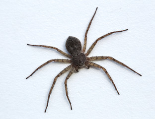 Hairy spider on a white painted background