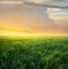 Fototapeta na wymiar Grass on the field during sunrise. Agricultural landscape in the summer time