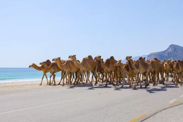 Store enrouleur tamisant Chameau Chameaux traversant la route près de Salalah, Oman.
