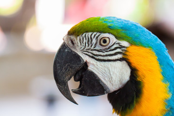 Pet Parrot, a beautiful and intelligent.