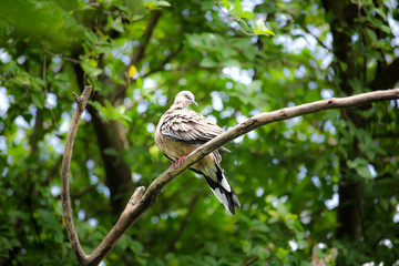 Pigeon sitting on tree branch
