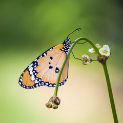Butterflies and Flowers